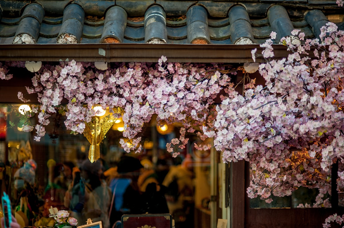 Cherry blossoms spilling over a traditional Korean tiled roof in spring.